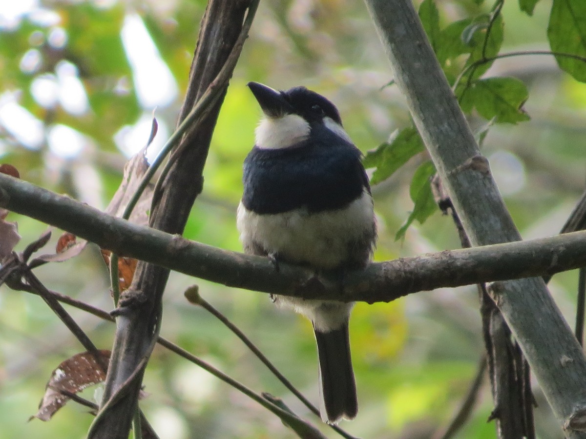 Black-breasted Puffbird - ML621668654