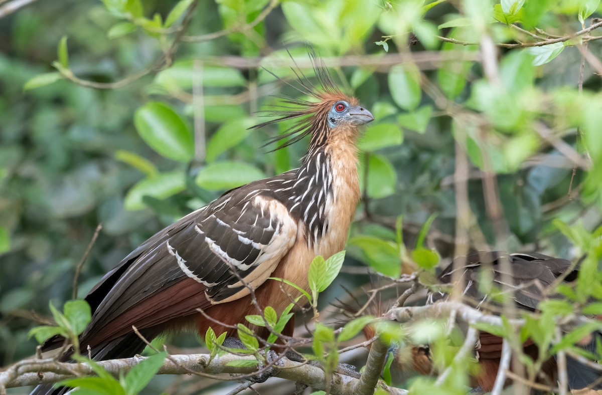 Hoatzin - ML621668664