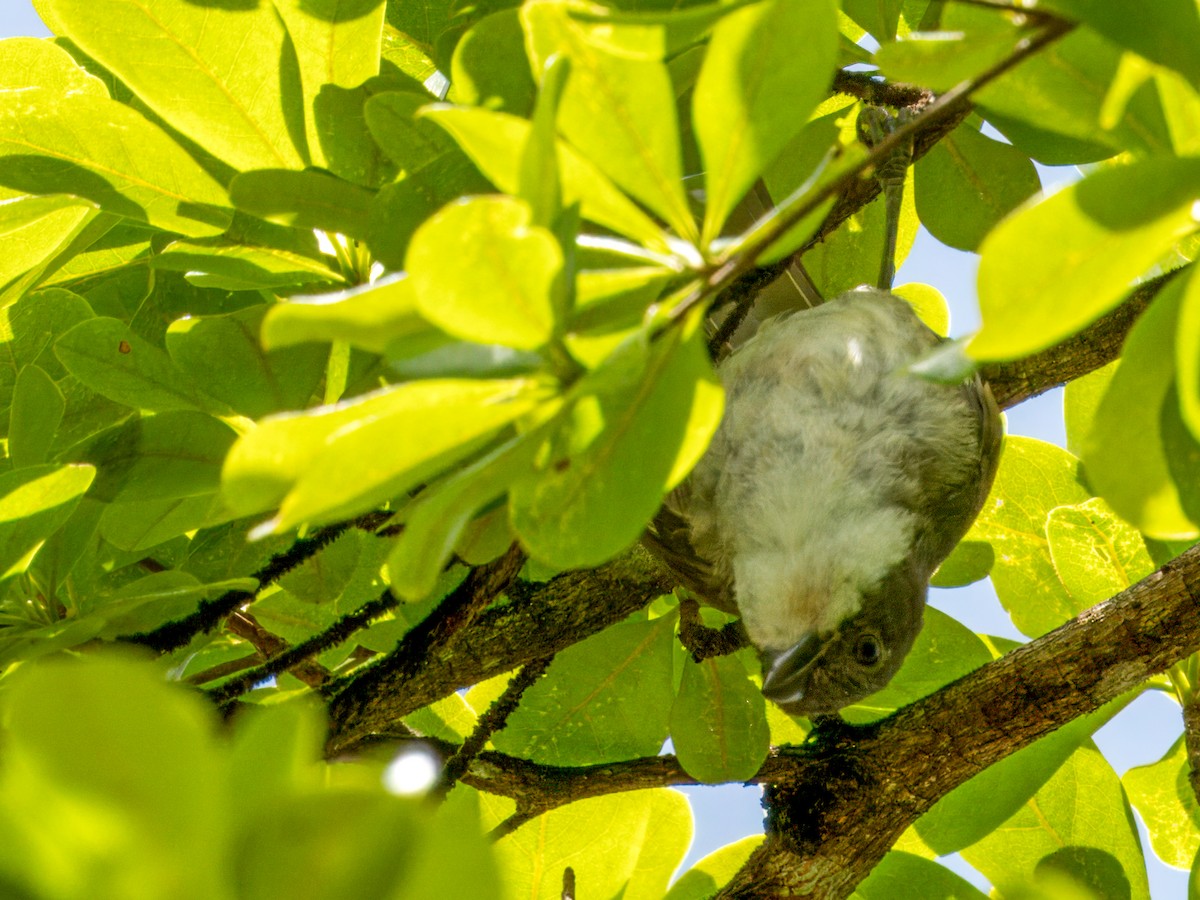 Puerto Rican Tanager - ML621668690