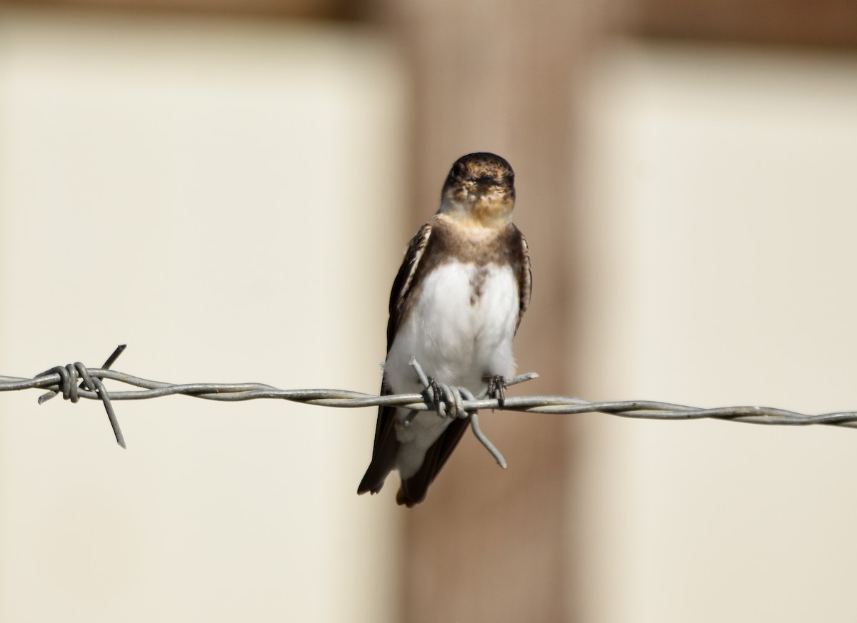 Bank Swallow - ML621668695