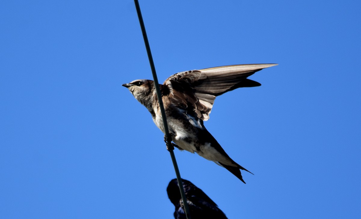 Purple Martin - ML621668702