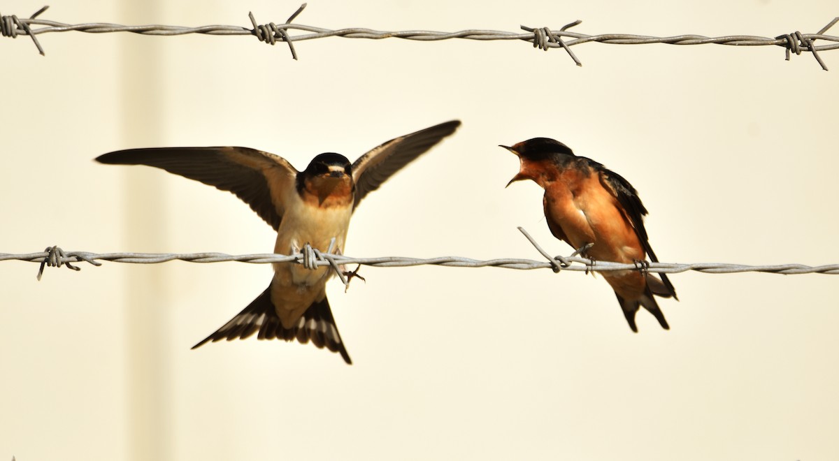 Barn Swallow - ML621668707