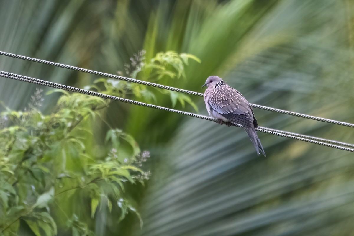 Spotted Dove - ML621668728
