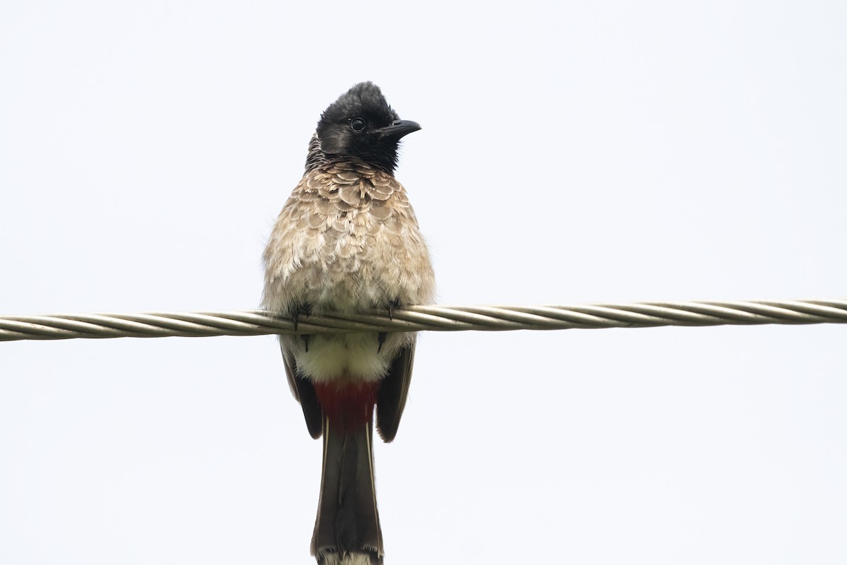 Red-vented Bulbul - Ravi Jesudas