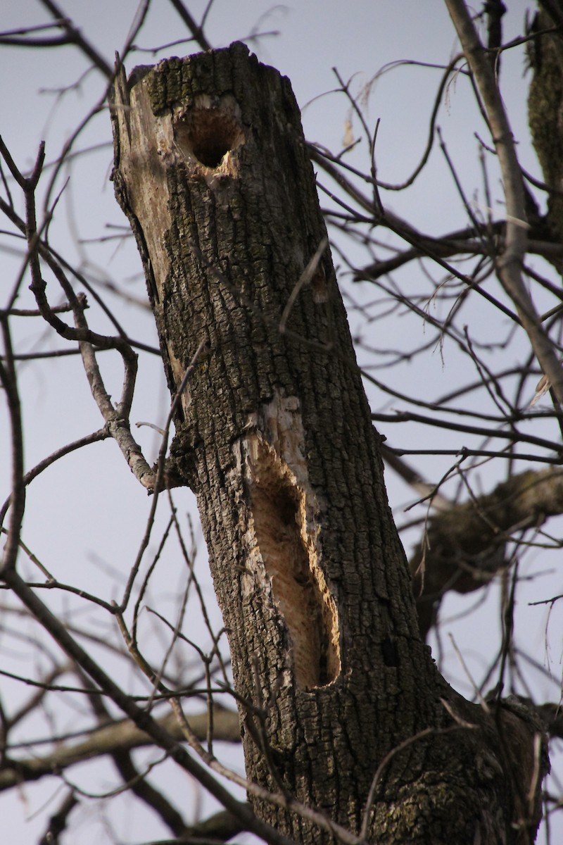 Pileated Woodpecker - ML62166881