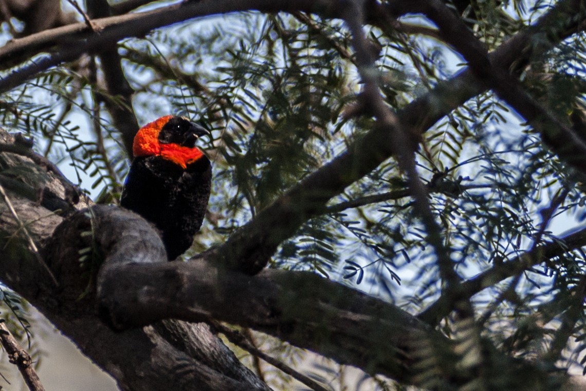 Southern Red Bishop - ML621668821