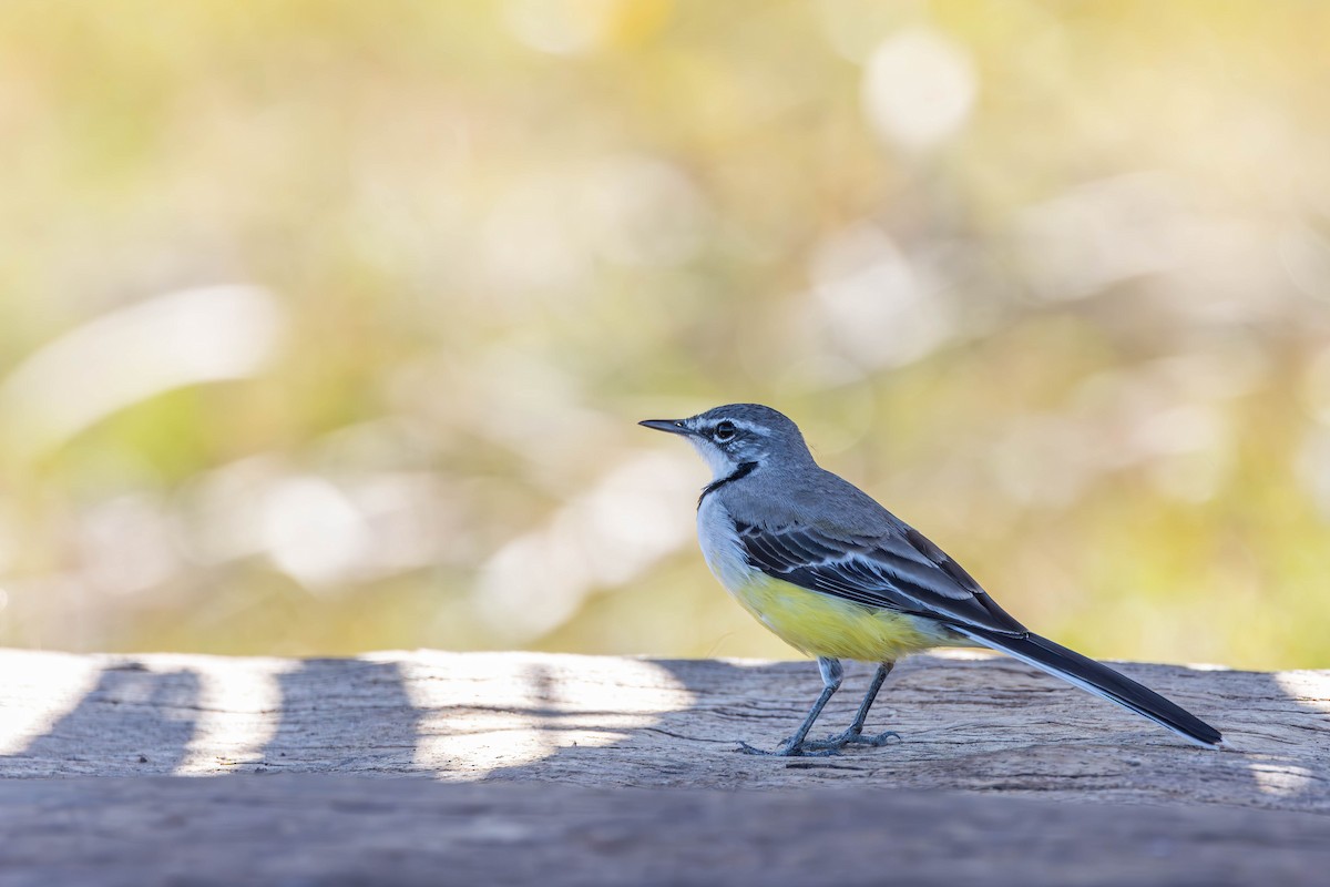 Madagascar Wagtail - ML621668823