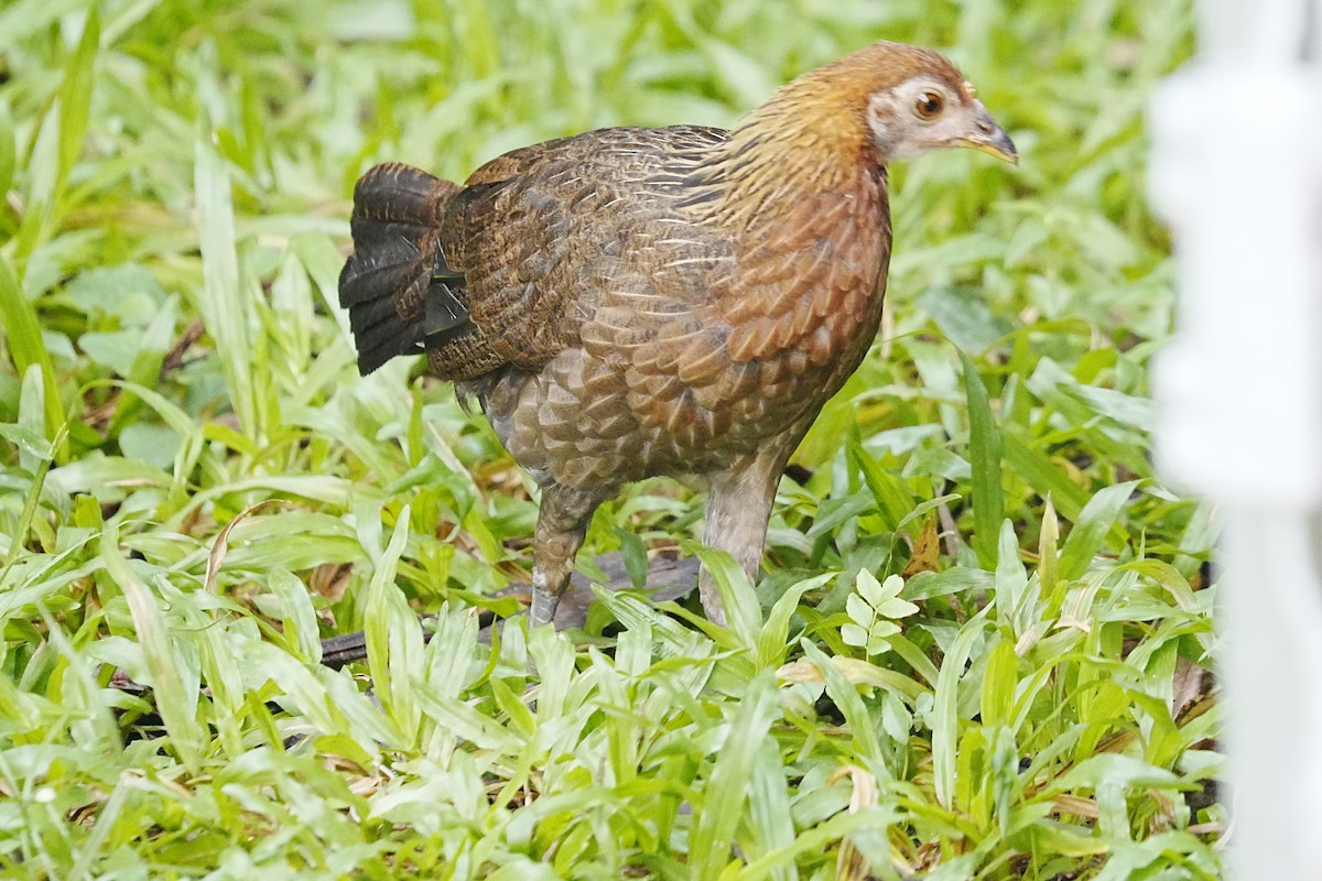 Red Junglefowl - Long Chen