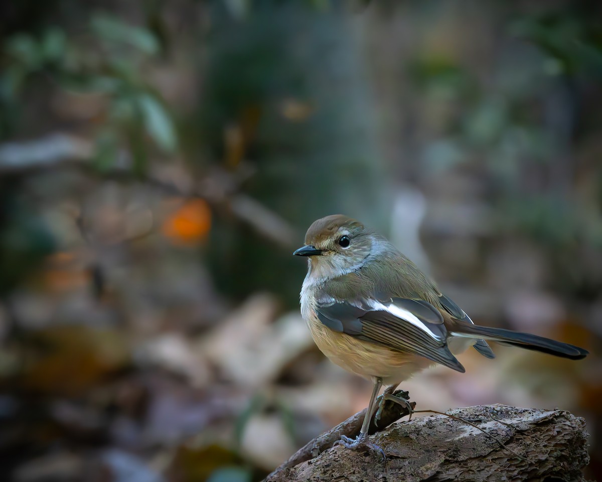 Madagascar Magpie-Robin - Lewys Allen