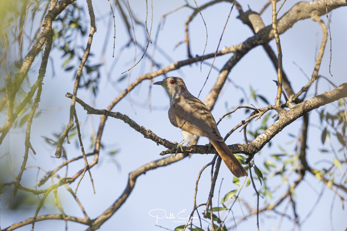 Ash-colored Cuckoo - ML621668899