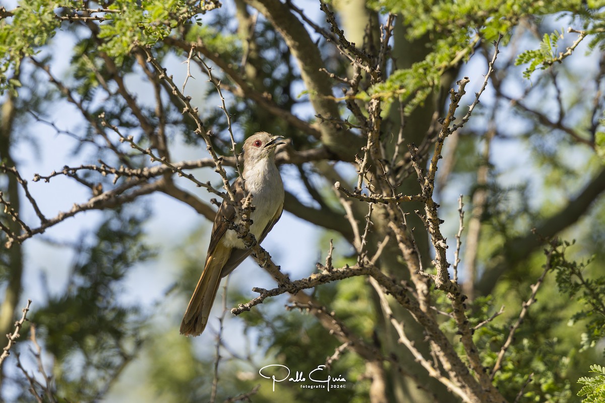 Ash-colored Cuckoo - ML621668900