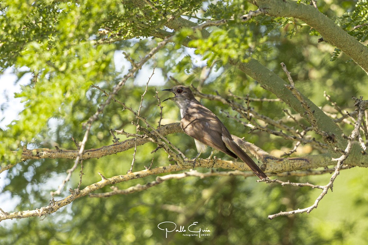 Ash-colored Cuckoo - ML621668901