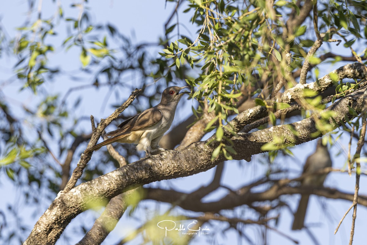 Ash-colored Cuckoo - ML621668902