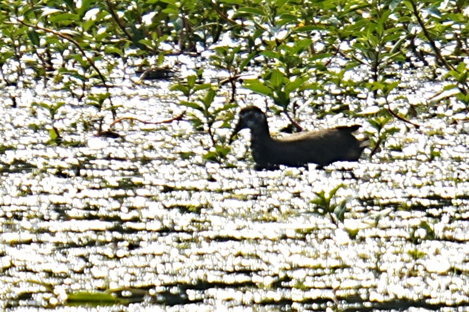 White-breasted Waterhen - ML621668919