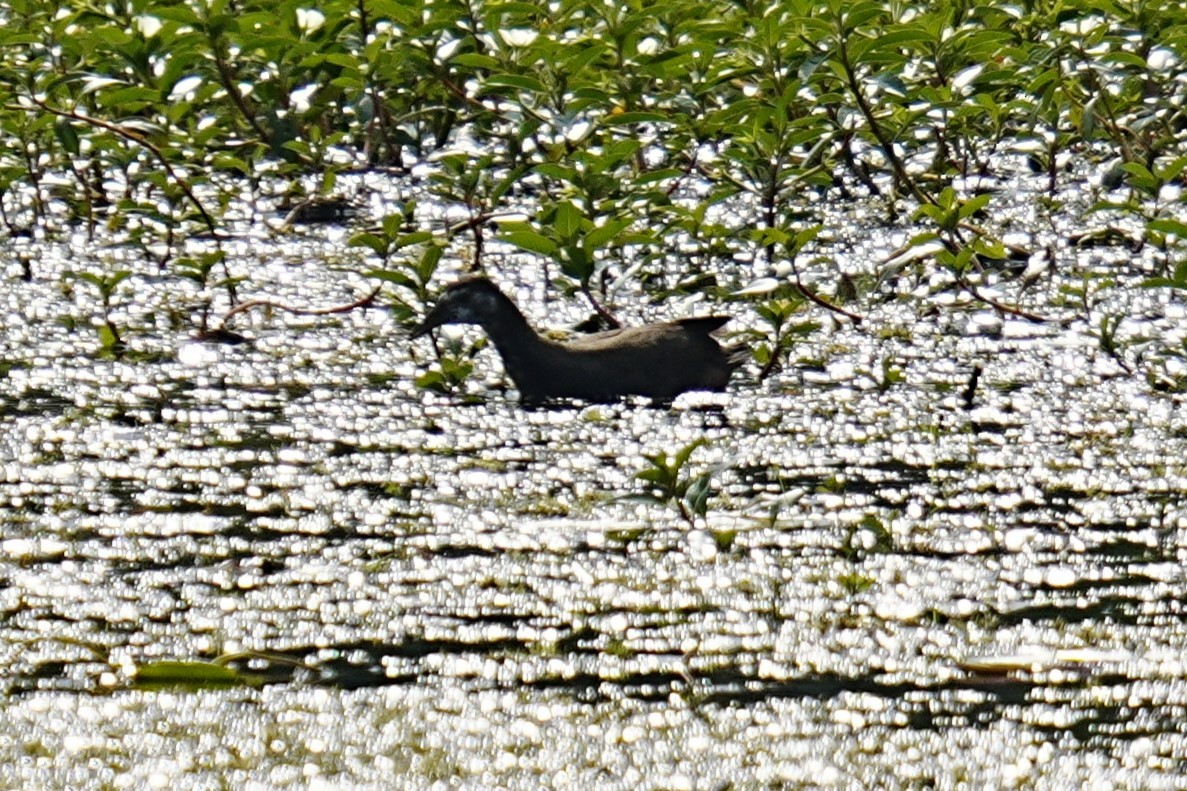 White-breasted Waterhen - ML621668920