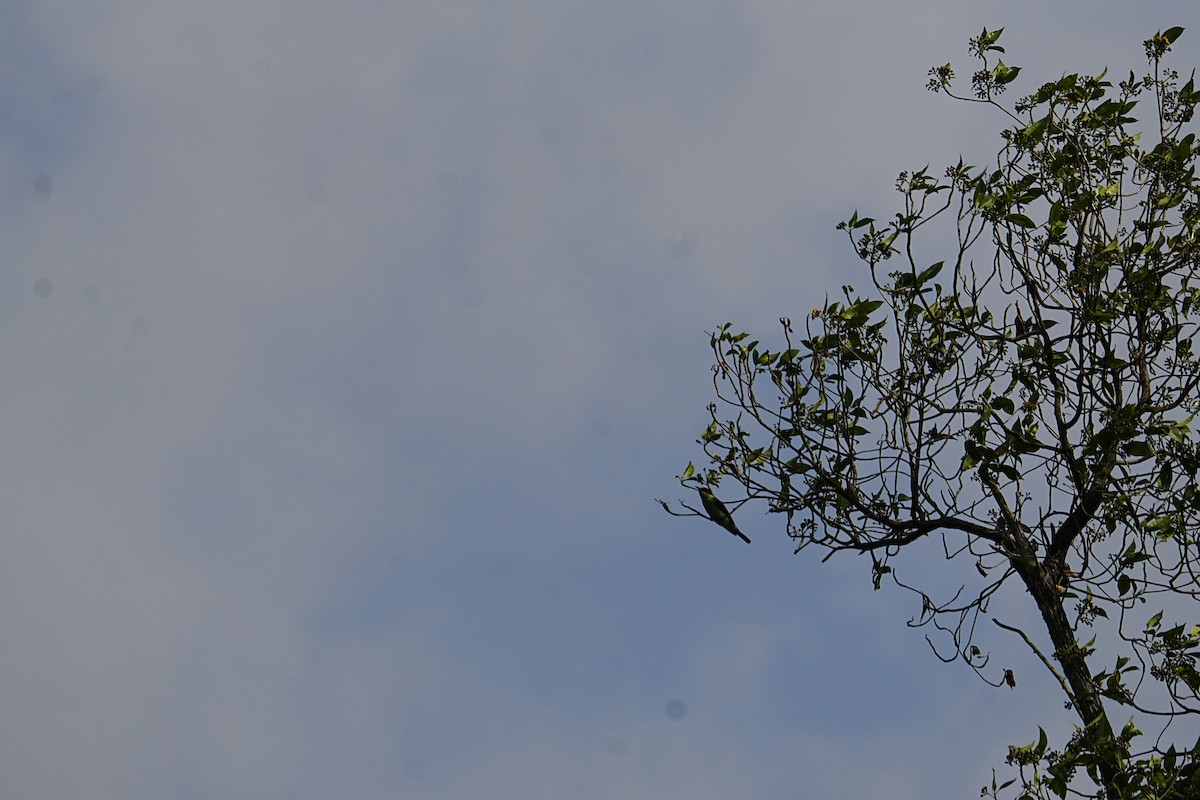 Blue-throated Bee-eater - ML621668932