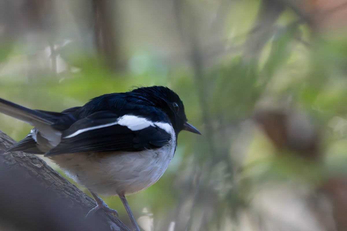 Madagascar Magpie-Robin - Lewys Allen