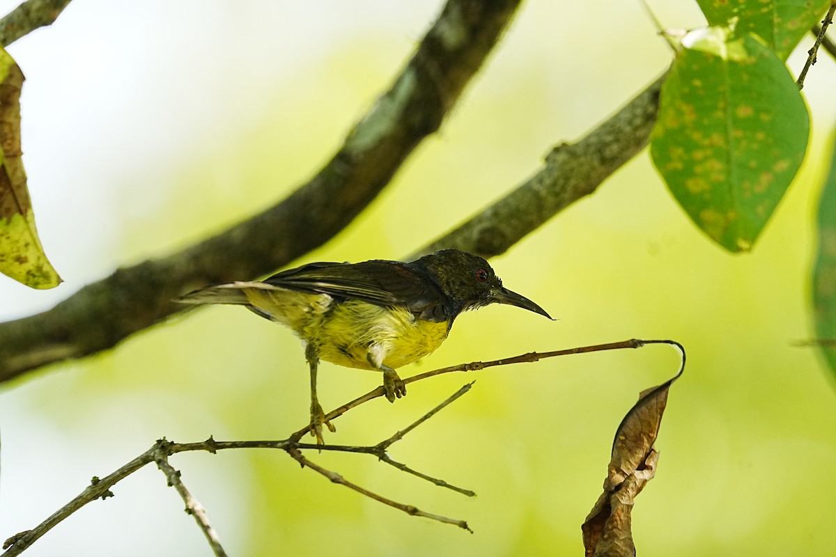 Brown-throated Sunbird - ML621668951