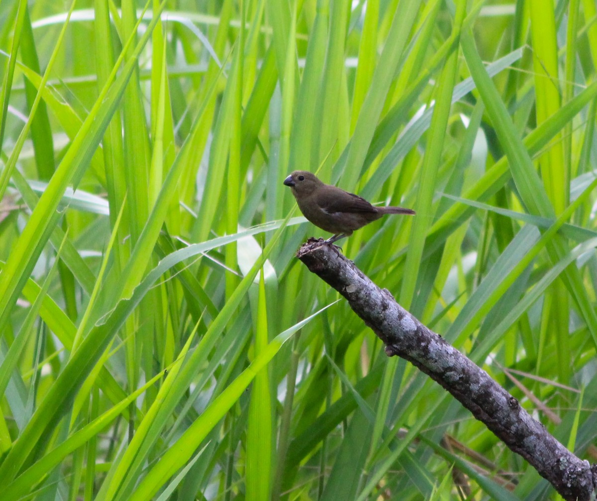 Variable Seedeater - ML621668963