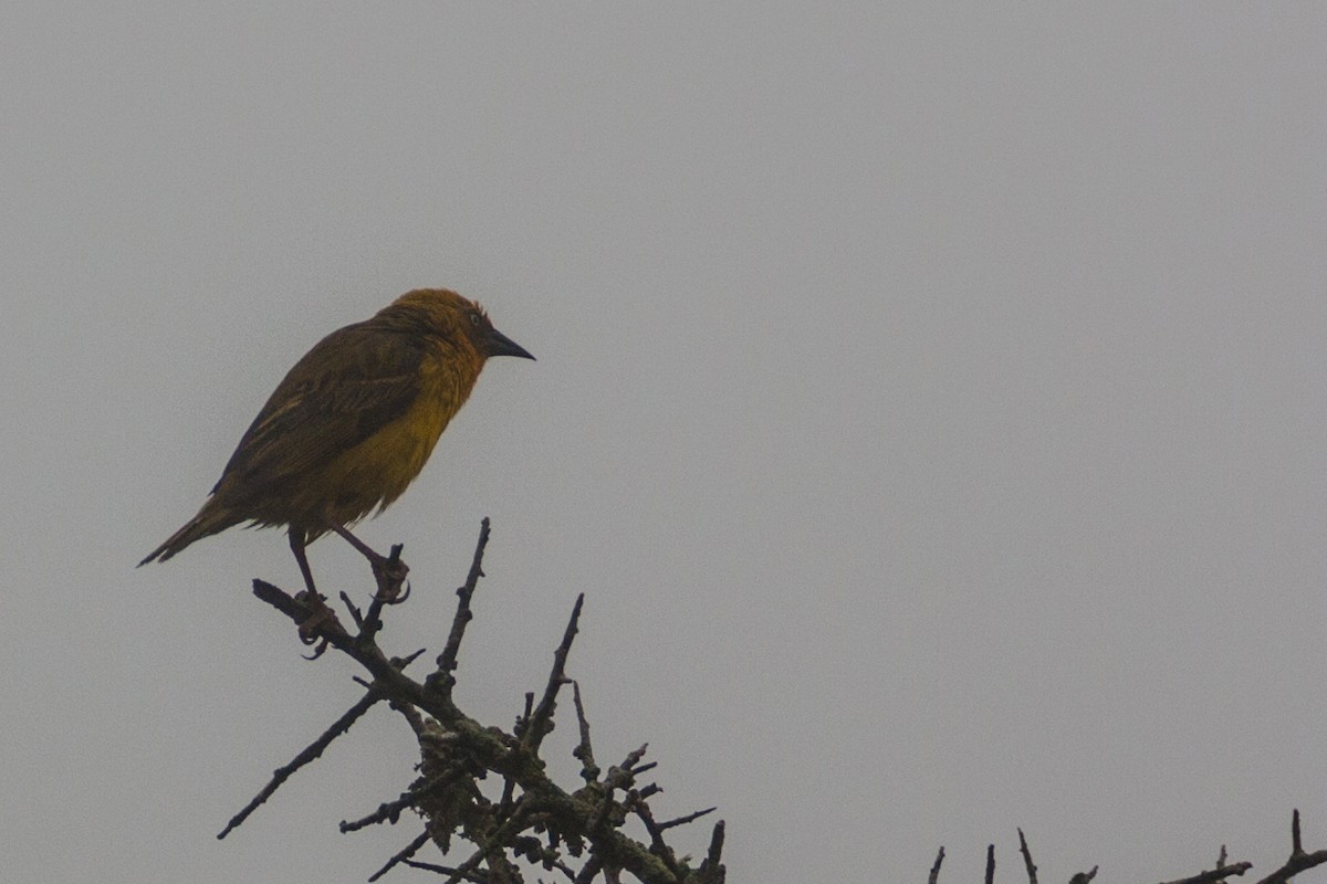 Cape Weaver - ML621668976