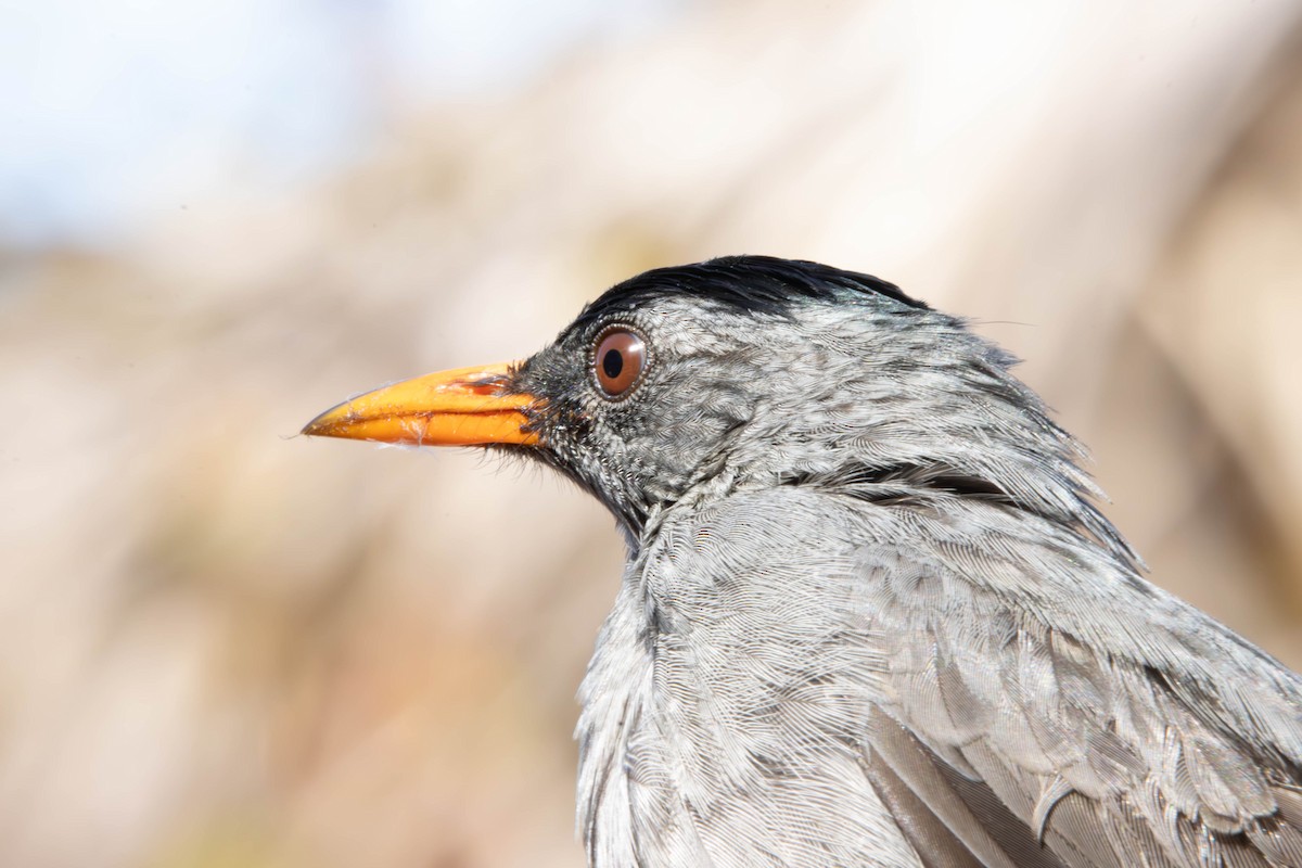 Malagasy Bulbul - ML621668980