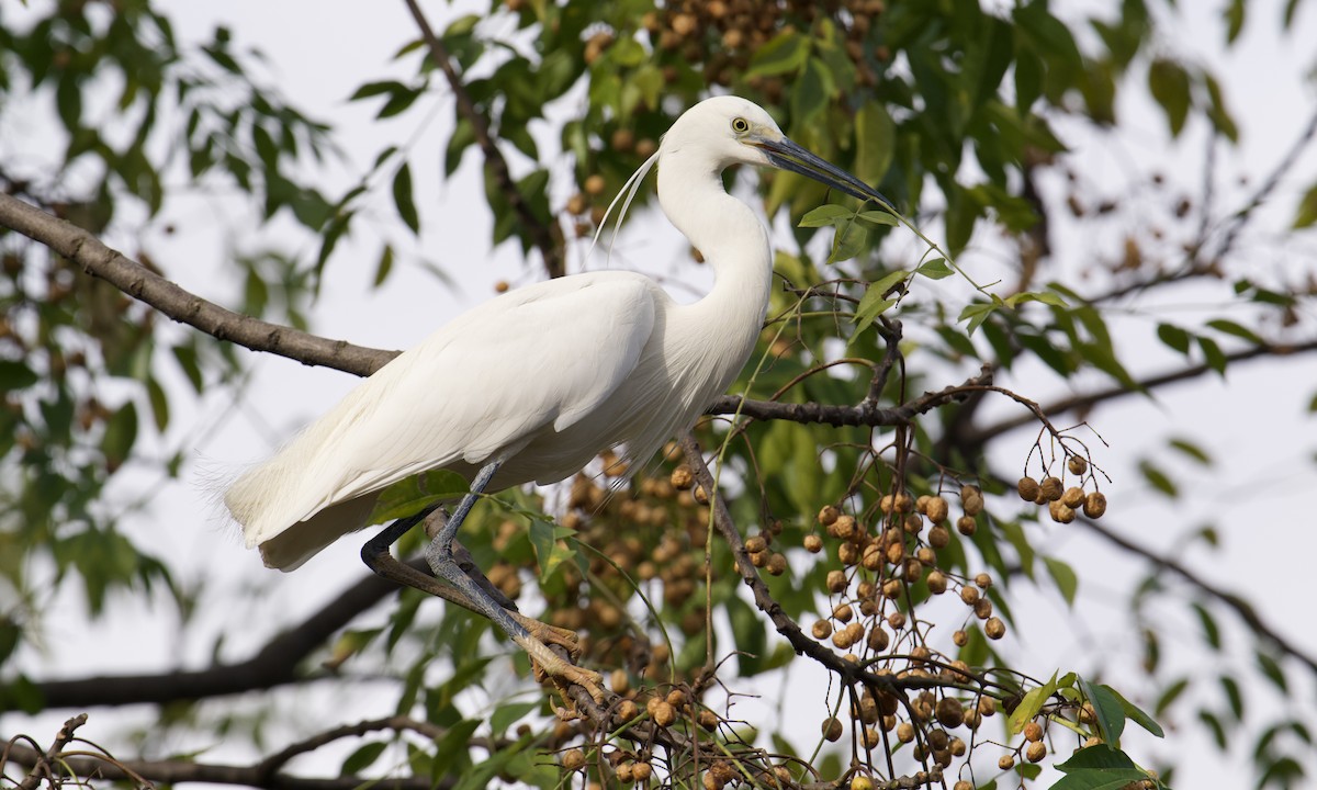 Little Egret (Dimorphic) - ML621668995