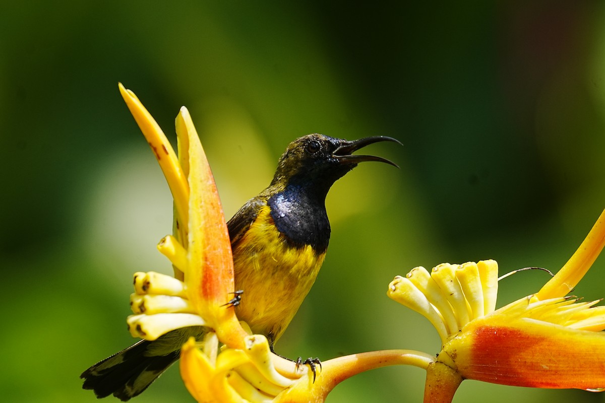 Ornate Sunbird - ML621669007