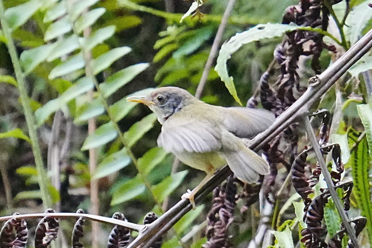 Common Tailorbird - ML621669022