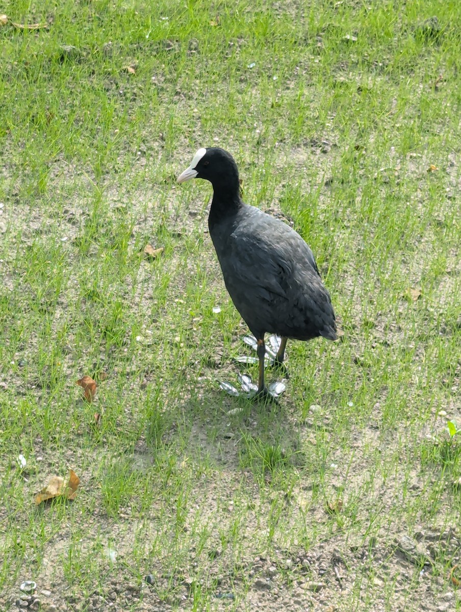 Eurasian Coot - ML621669083