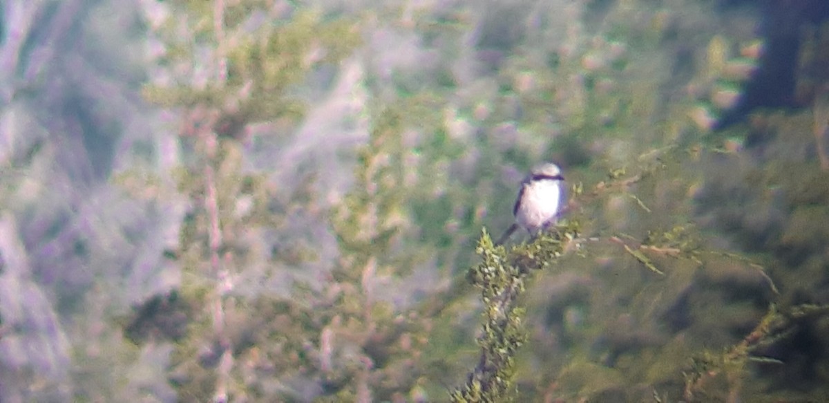 Loggerhead Shrike - ML621669089
