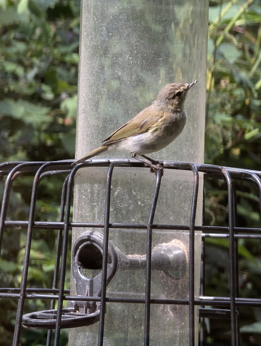 Common Chiffchaff (Common) - ML621669093