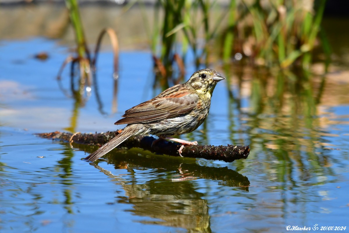 Hesi-berdantza - ML621669105