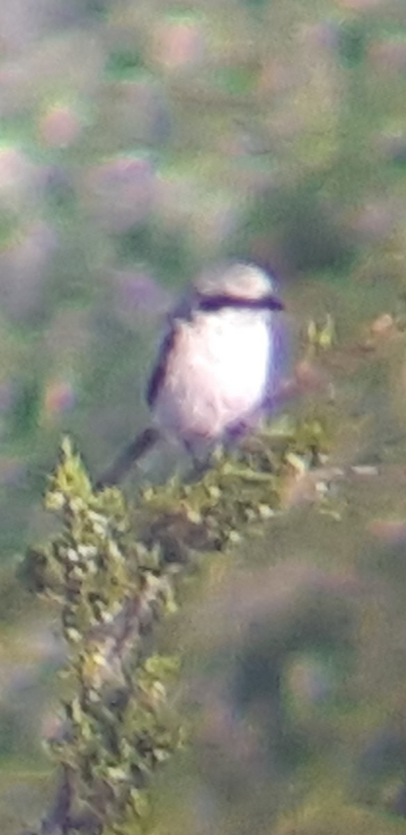 Loggerhead Shrike - ML621669111