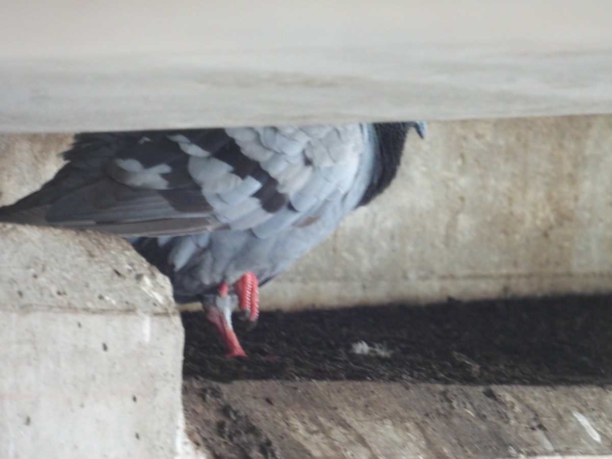 Rock Pigeon (Feral Pigeon) - ML621669114
