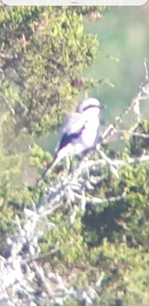 Loggerhead Shrike - ML621669116