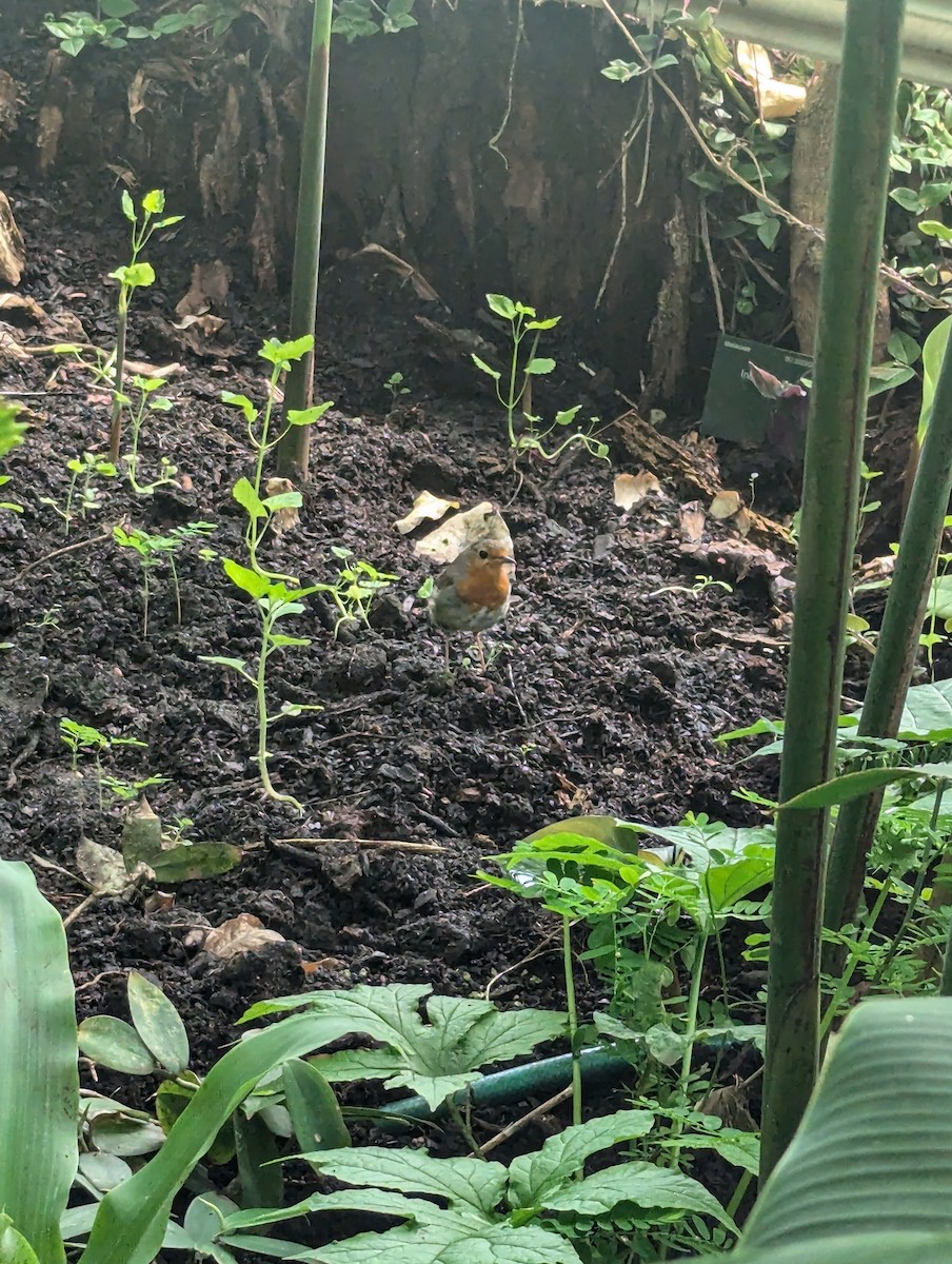 European Robin - ML621669117