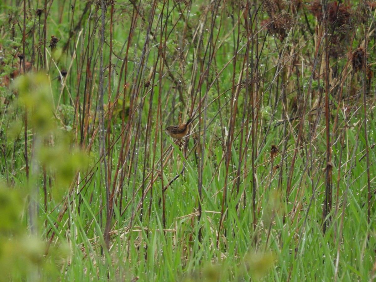 Sedge Wren - ML621669128