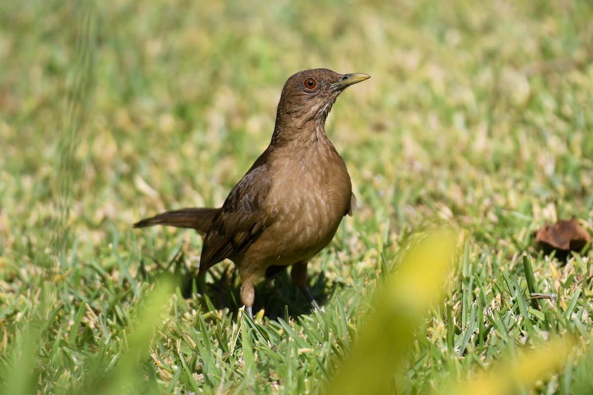 Clay-colored Thrush - ML621669129