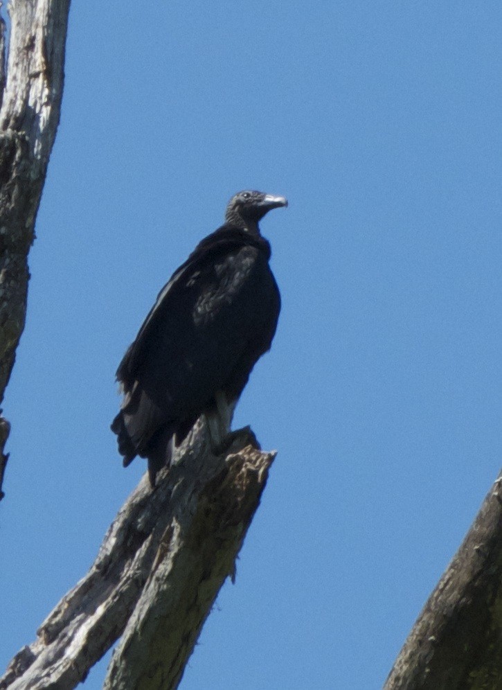 Black Vulture - ML621669157