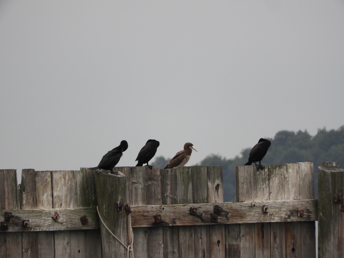 Sula fosca (leucogaster) - ML621669161