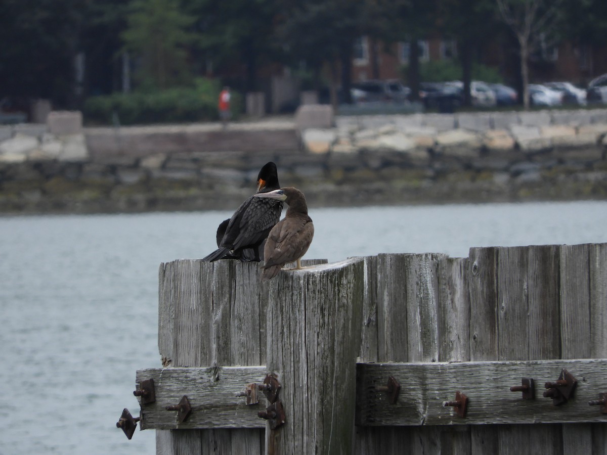 Sula fosca (leucogaster) - ML621669170