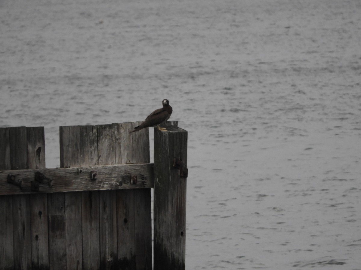 Sula fosca (leucogaster) - ML621669184