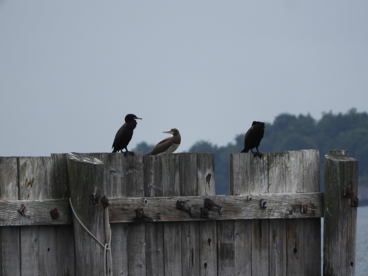 Sula fosca (leucogaster) - ML621669187