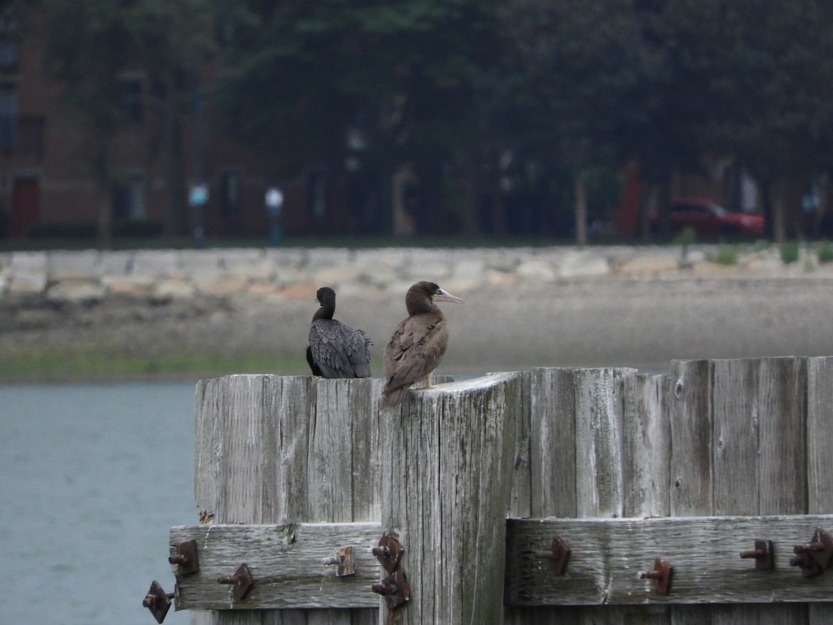 Sula fosca (leucogaster) - ML621669193