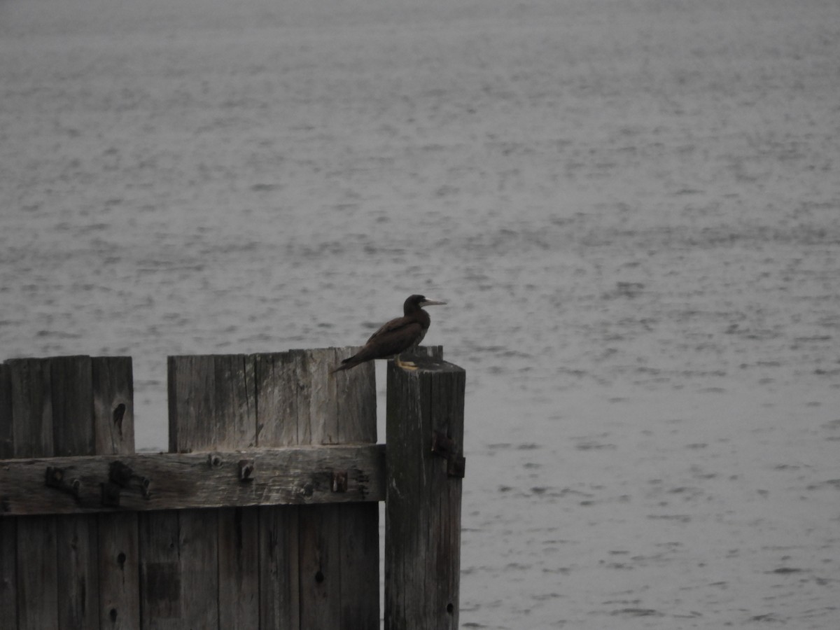 Sula fosca (leucogaster) - ML621669198