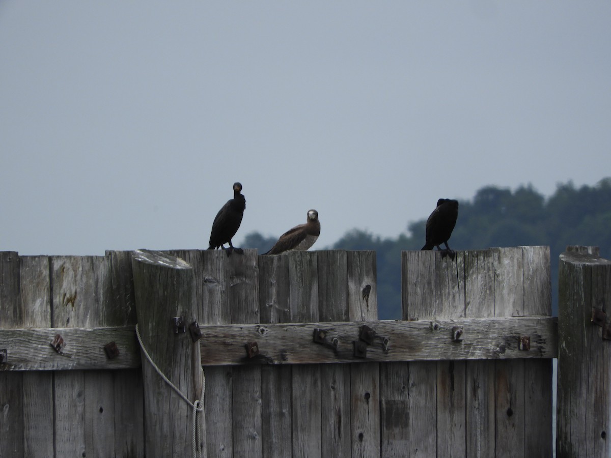 Sula fosca (leucogaster) - ML621669204