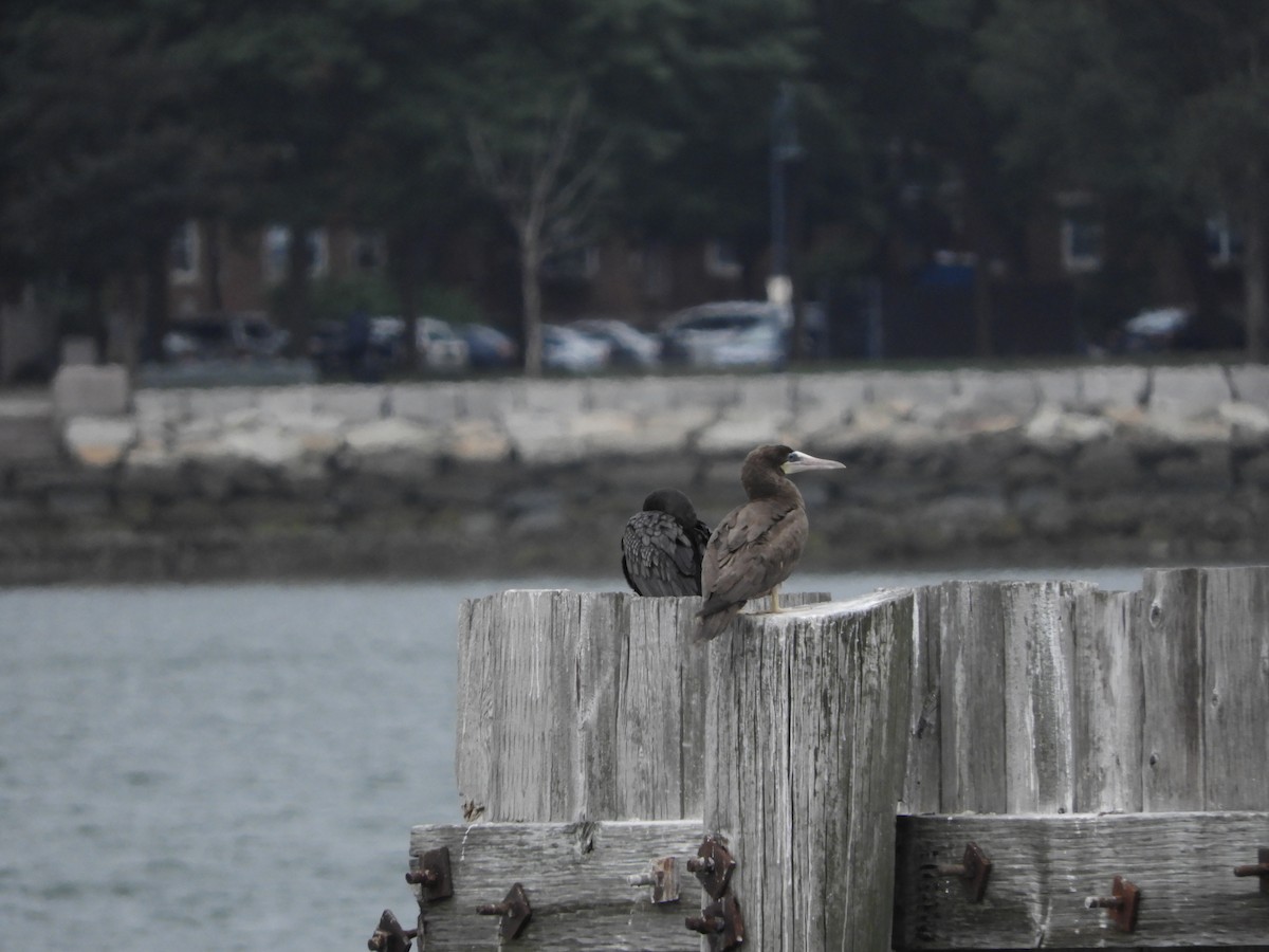 Brown Booby (Atlantic) - ML621669209