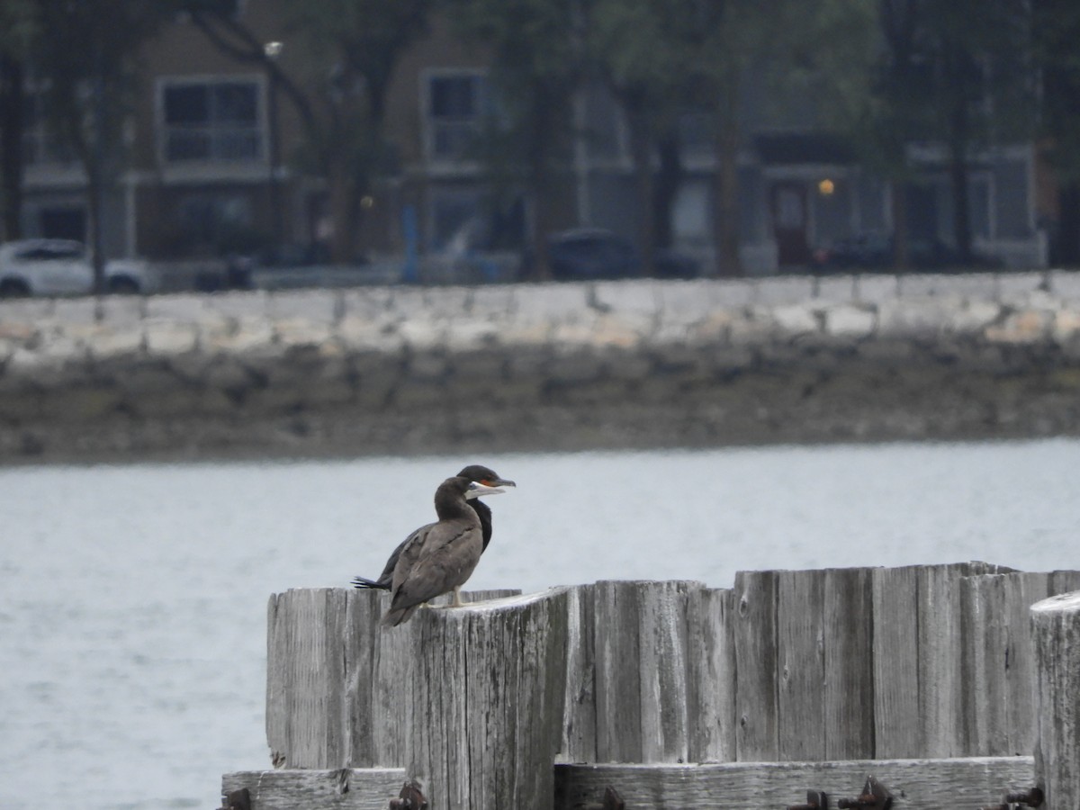 Brown Booby (Atlantic) - Bill Lee