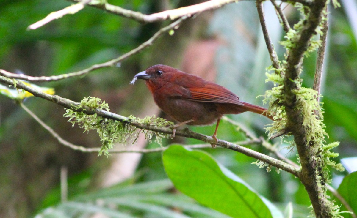 Red-throated Ant-Tanager - ML621669212