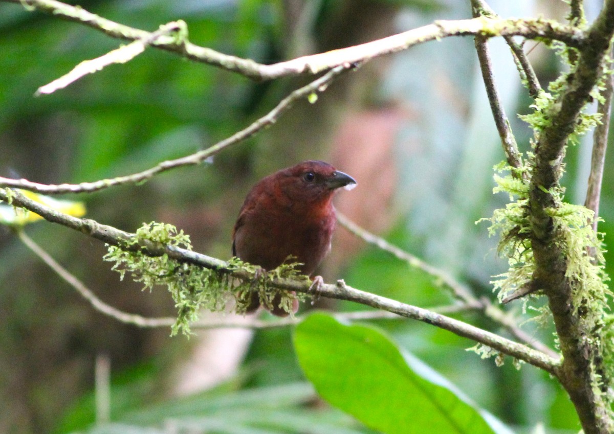 Red-throated Ant-Tanager - ML621669213